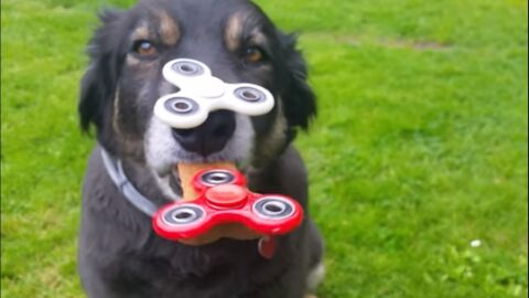 Buddy, con dos spinners en la cara