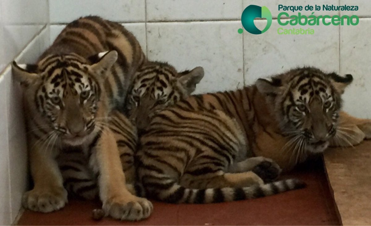 Cabárceno incorpora otros tres tigres de Bengala al espacio dedicado a esta especie Cabárceno incorpora otros tres tigres de Bengala al espacio dedicado a esta especie