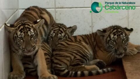 Cab&aacute;rceno incorpora otros tres tigres de Bengala al espacio dedicado a esta especie