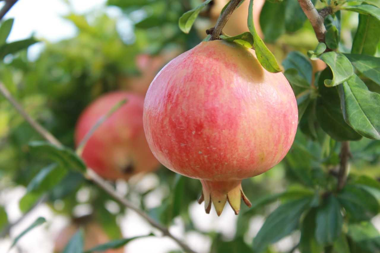 Una nueva plaga amenaza la cosecha de Granada Mollar de Elche Una nueva plaga amenaza la cosecha de Granada Mollar de Elche
