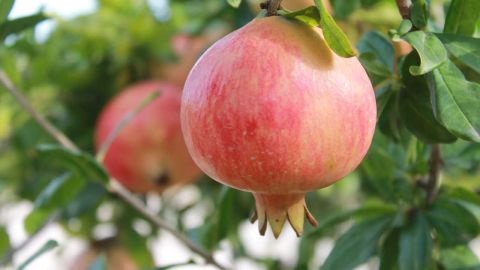 Granada de la variedad Mollar de Elche