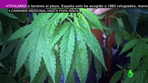 España debate la legalización de cannabis como uso medicinal España debate la legalización de cannabis como uso medicinal