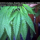  España debate la legalización de cannabis como uso medicinal