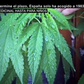España debate la legalización de cannabis como uso medicinal España debate la legalización de cannabis como uso medicinal
