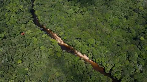 Cuantas especies de plantas hay realmente en el Amazonas Cuantas especies de plantas hay realmente en el Amazonas