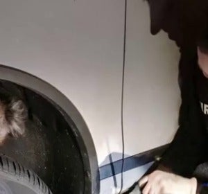 Rescatan a un koala que se quedó atrapado en la rueda de un coche Rescatan a un koala que se quedó atrapado en la rueda de un coche