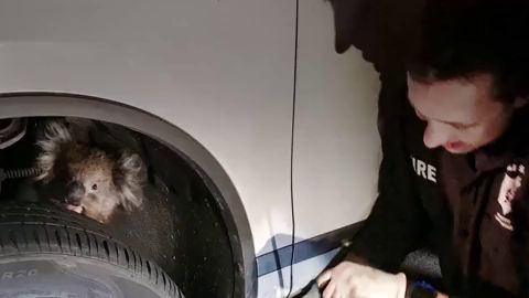 Rescatan a un koala que se qued&oacute; atrapado en la rueda de un coche 