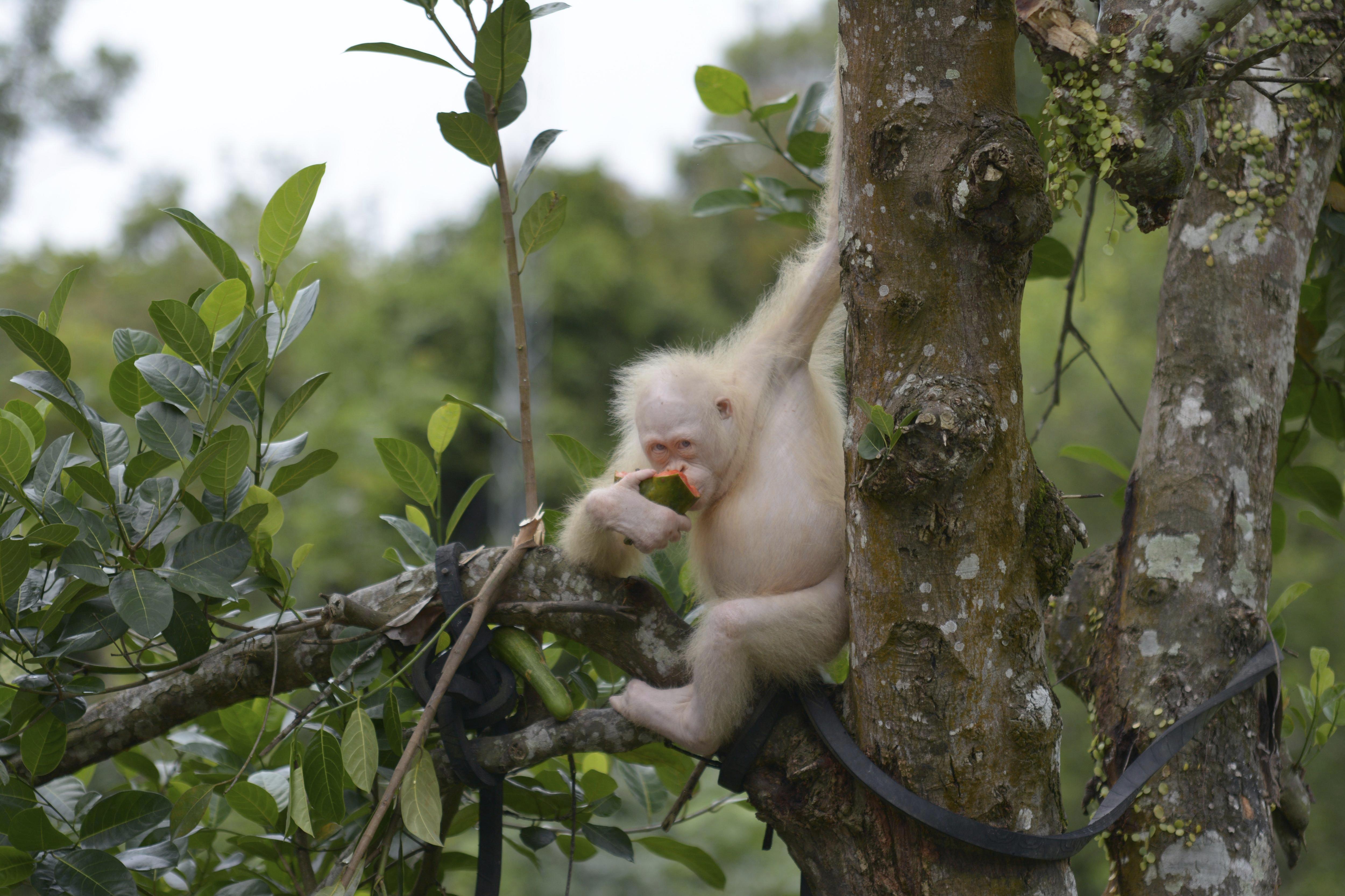 Liberan la orangutana albina Alba en un parque nacional de Indonesia Liberan la orangutana albina Alba en un parque nacional de Indonesia