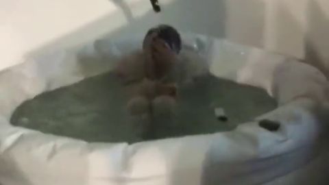 As&iacute; fue la celebraci&oacute;n de Carlos Sainz en Singapur: champ&aacute;n en ba&ntilde;era helada