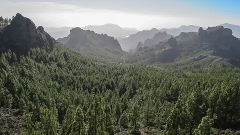 Bosque Canarias Bosque Canarias