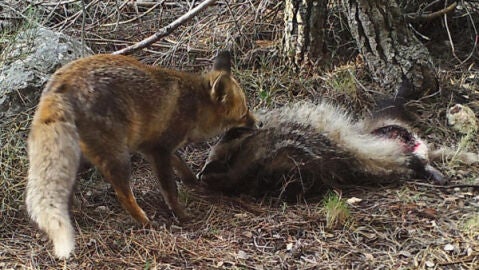 Los carnivoros saben que la carrona de sus semejantes provoca enfermedades