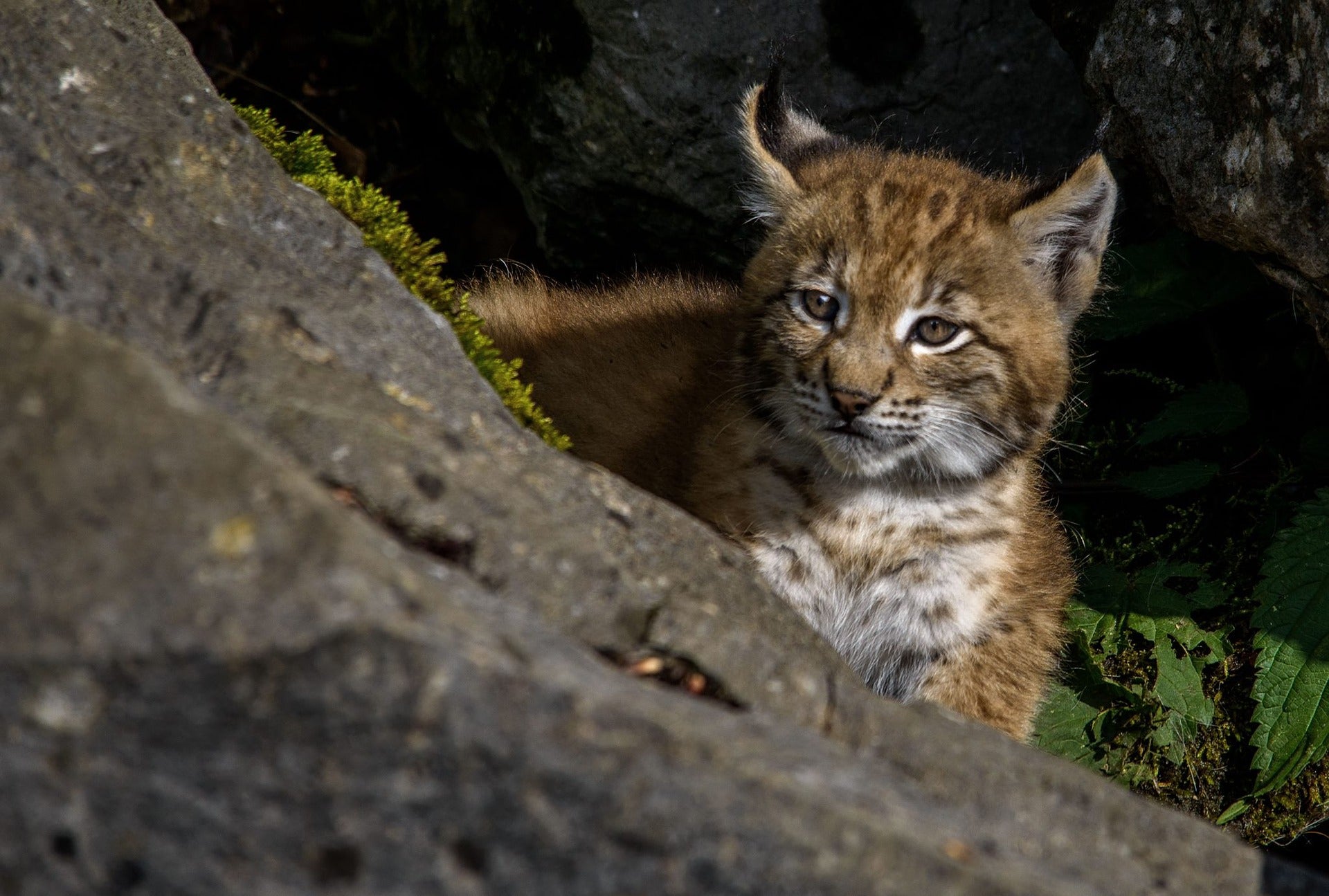 Encuentran un segundo lince tiroteado en Vilches (Jaén) Encuentran un segundo lince tiroteado en Vilches (Jaén)