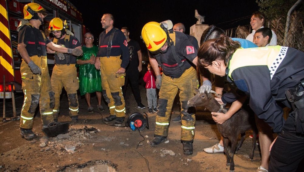 Bomberos rescatan a una cabra atascada en un desagüe en Mutxamel