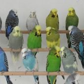 Verdes azules o amarillas un solo gen colorea las plumas de los periquitos