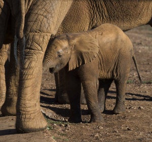 El nacimiento de 19 elefantes africanos en 27 años, dos de ellos en menos de un mes El nacimiento de 19 elefantes africanos en 27 años, dos de ellos en menos de un mes
