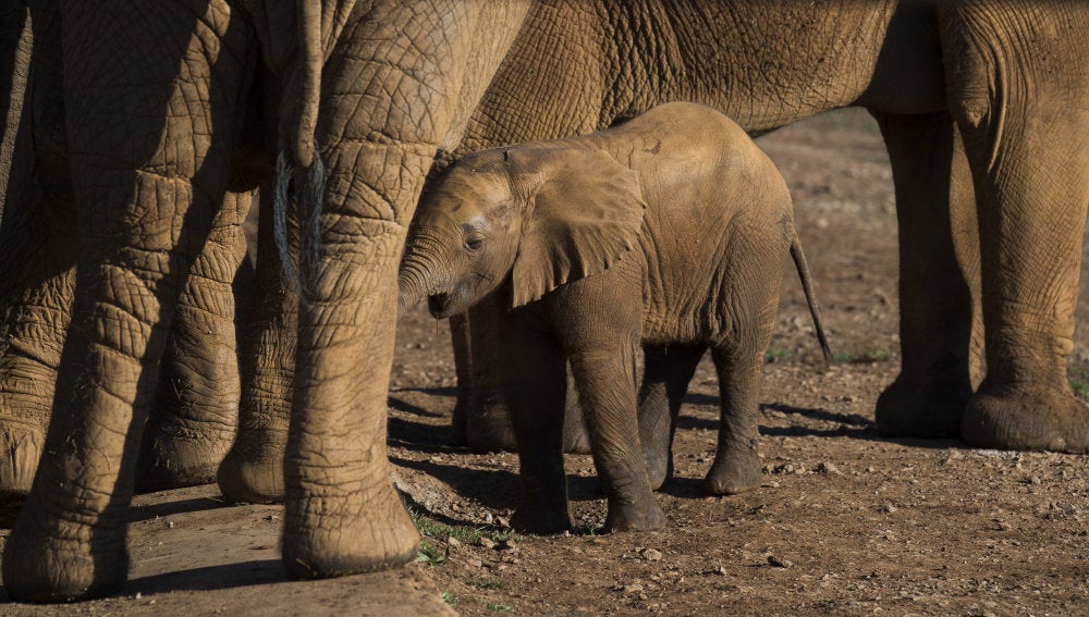 El nacimiento de 19 elefantes africanos en 27 años, dos de ellos en menos de un mes