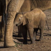 El nacimiento de 19 elefantes africanos en 27 años, dos de ellos en menos de un mes