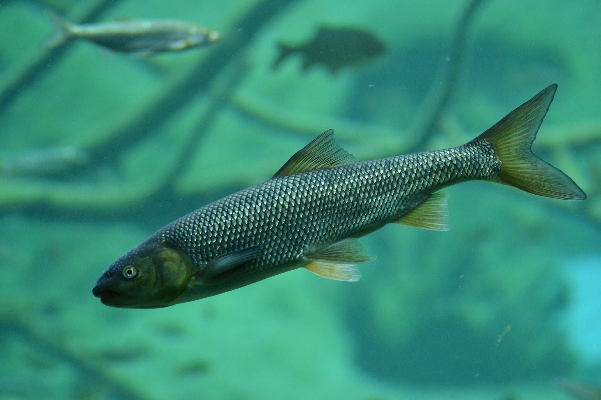 El Consejo Territorial de Pesca de Palencia aprueba la orden anual de pesca para el año 2024 El Consejo Territorial de Pesca de Palencia aprueba la orden anual de pesca para el año 2024