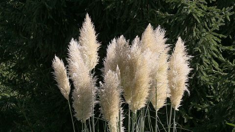 Planta de La Pampa