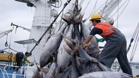 Se cierra la costera del bonito tras quedar agotado el tope permitido. 