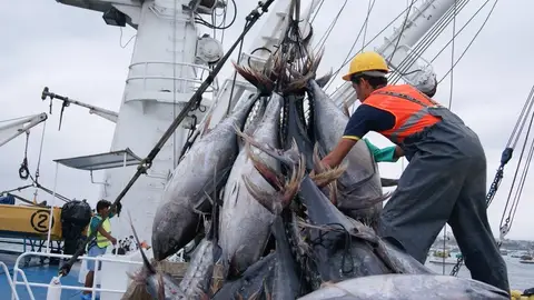 Se cierra la costera del bonito tras quedar agotado el tope permitido. Se cierra la costera del bonito tras quedar agotado el tope permitido.