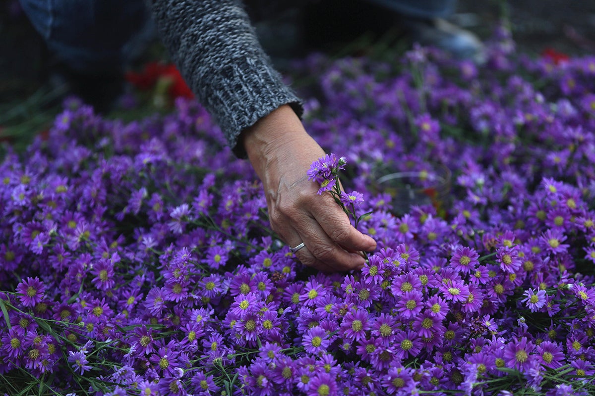 Oyentes: "Si le echas una aspirina a las flores duran más" Oyentes: "Si le echas una aspirina a las flores duran más"