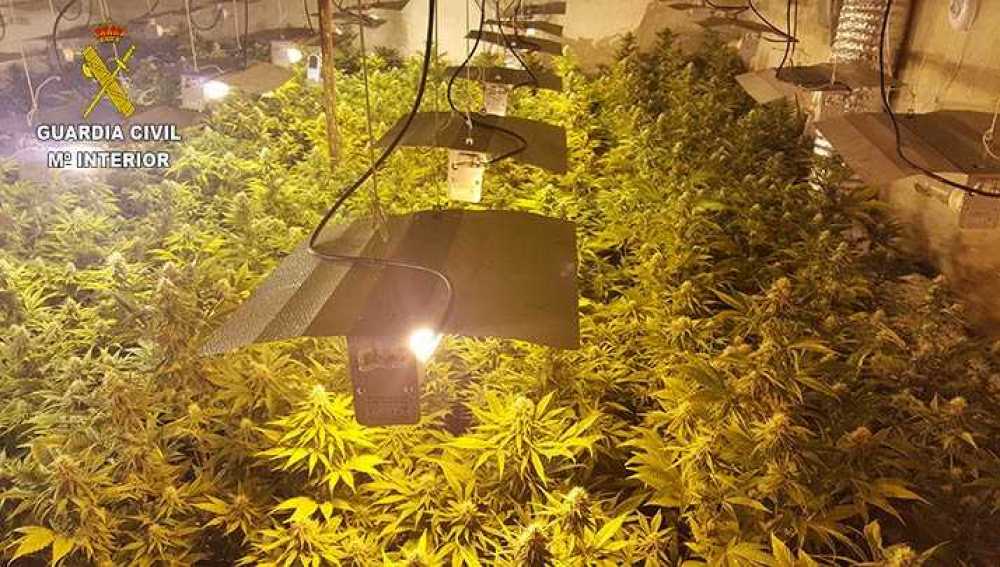Plantación de marihuana encontrada por la Guardia Civil de Aspe en el interior de la casa de campo de Hondón de las Nieves