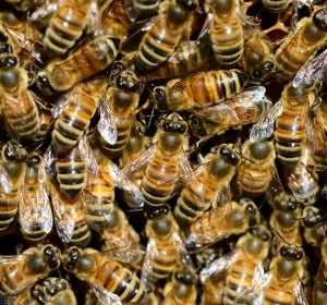 Abejas Abejas