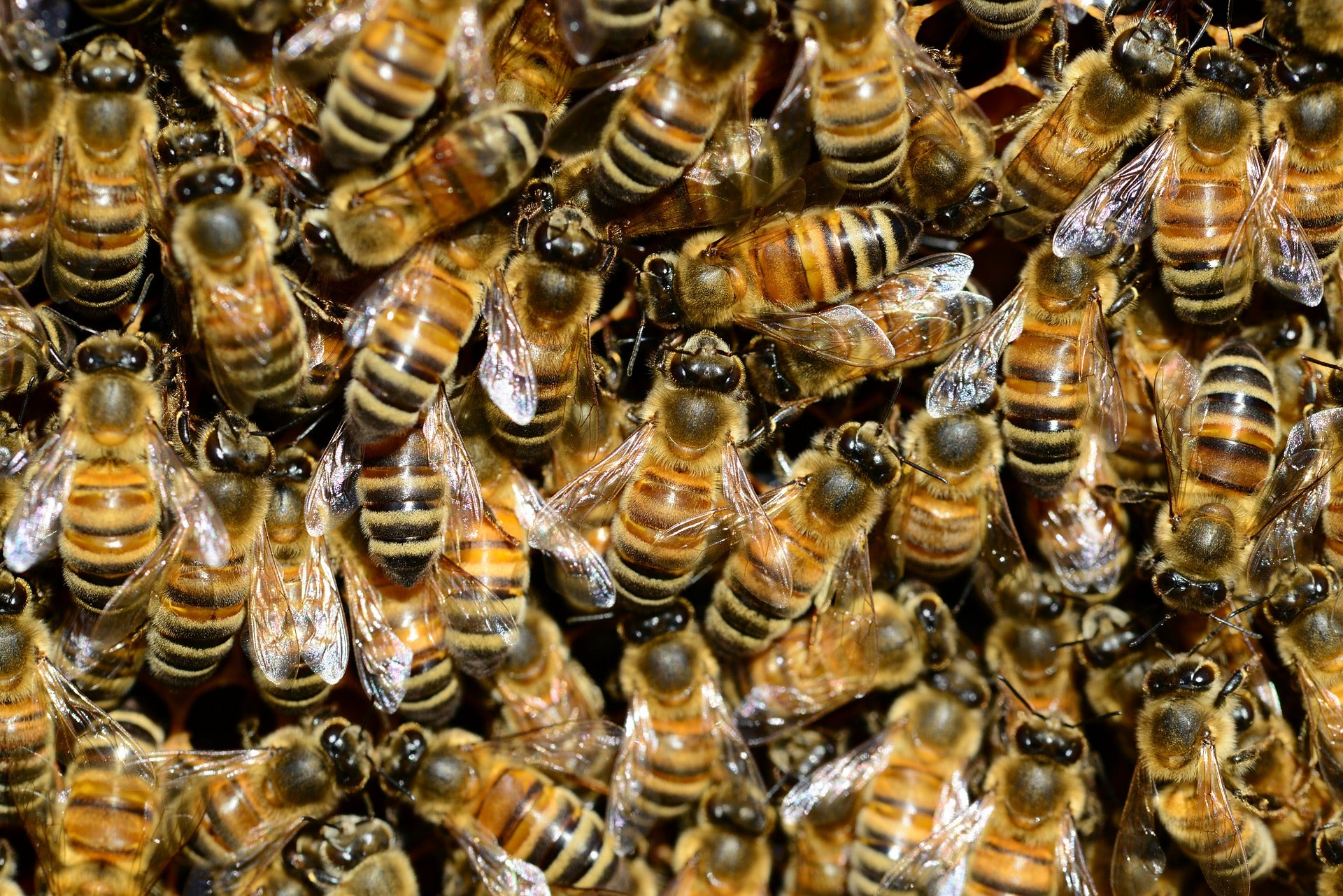 Los apicultores españoles han dado la voz de alarma porque la sequía mata a las abejas Los apicultores españoles han dado la voz de alarma porque la sequía mata a las abejas