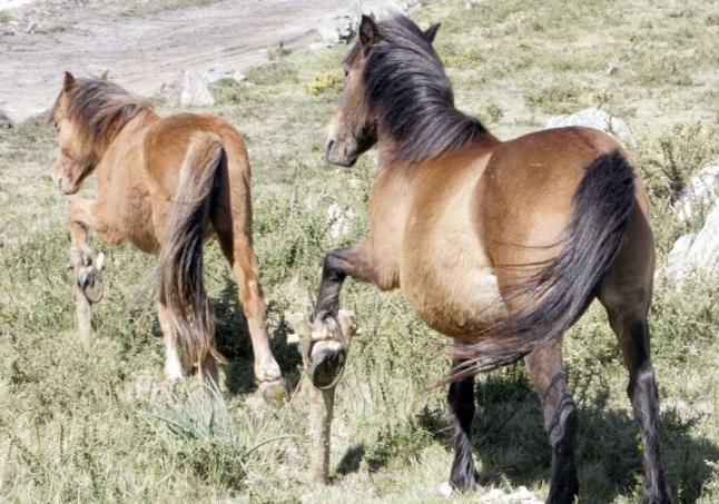 La Cultureta 5x05: Cuando reinaron los caballos (durante más de 30 siglos) La Cultureta 5x05: Cuando reinaron los caballos (durante más de 30 siglos)