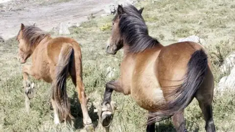 Imagen de archivo de unos caballos con cepos Imagen de archivo de unos caballos con cepos
