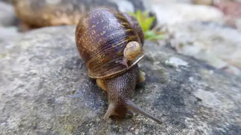 Caracoles Jeremy, el peculiar caracol 'zurdo', muere tras encontrar pareja y ser padre