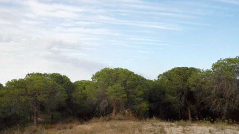 Pinada de la pedan&iacute;a de La Marina de Elche