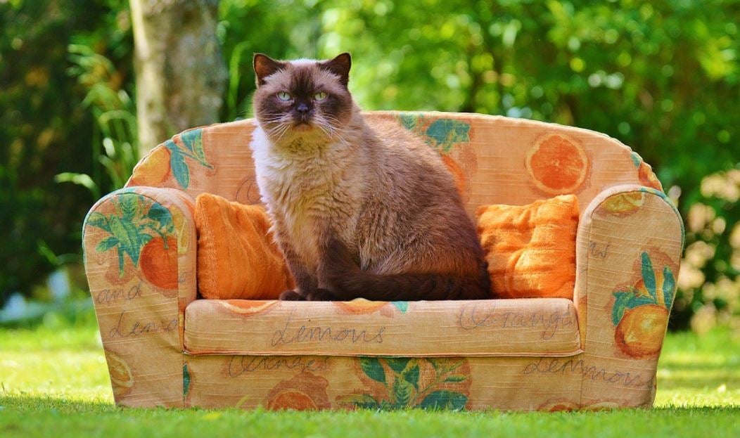 ¿Cómo evitar que mi gato se rasque las uñas en el sofá? ¿Cómo evitar que mi gato se rasque las uñas en el sofá?