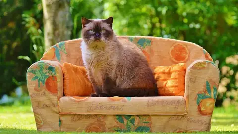 Gato sentado en un sofá Gato sentado en un sofá