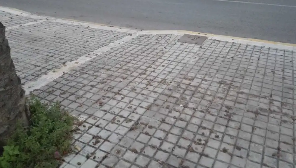 Dátiles en la acera en la Calle Curtidores de Elche Dátiles en la acera en la Calle Curtidores de Elche