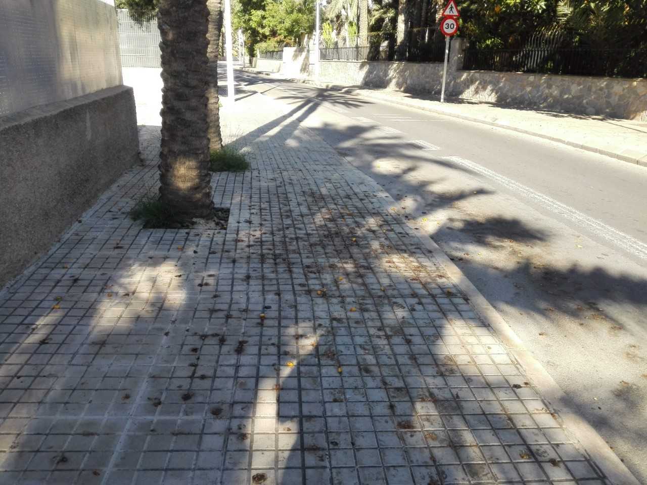 Ilicitanos por Elche pide al tripartito un plan para minimizar las molestias por la caída de dátiles a la vía pública Ilicitanos por Elche pide al tripartito un plan para minimizar las molestias por la caída de dátiles a la vía pública