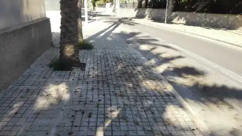 Dátiles sobre la acera en el Camí del Gat Dátiles sobre la acera en el Camí del Gat