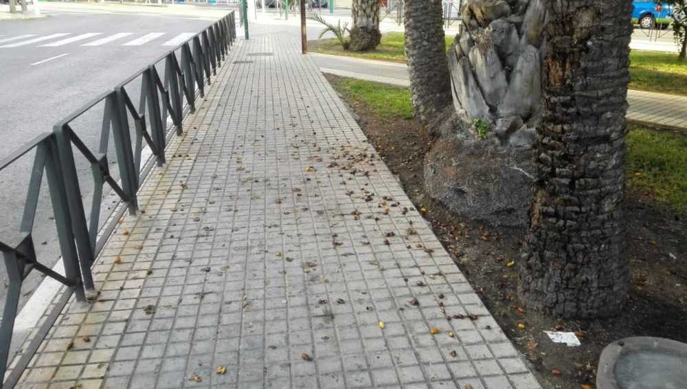 Dátiles en la acera en la Plaza de Benidorm de Elche