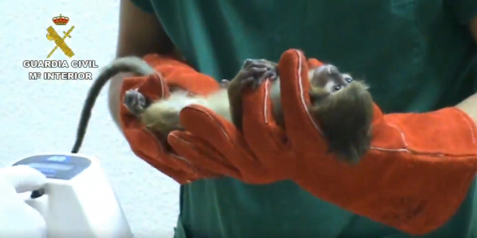 La Guardia Civil investiga el abandono de dos monos de especie en peligro de extinción en Madrid La Guardia Civil investiga el abandono de dos monos de especie en peligro de extinción en Madrid