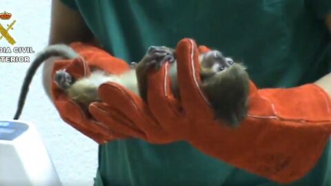 Uno de los monos abandonados