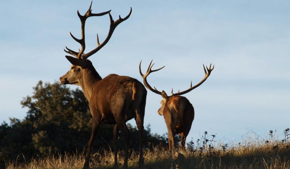 Los ecologistas piden suspender la caza por la sequía y la falta de alimentos de los animales Los ecologistas piden suspender la caza por la sequía y la falta de alimentos de los animales