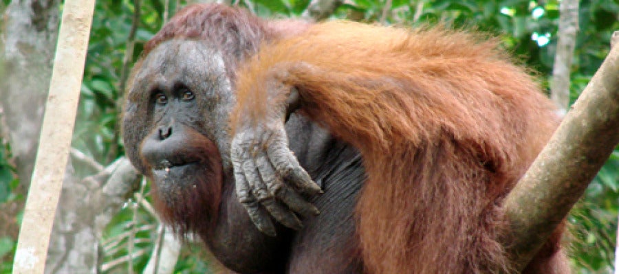 La nueva especie de orangután La nueva especie de orangután