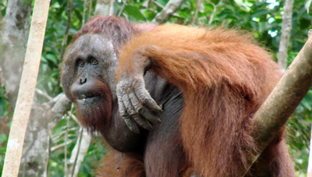 La nueva especie de orangután