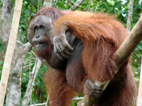 Descubren en Sumatra un nuevo tipo de orangután hasta ahora desconocido Descubren en Sumatra un nuevo tipo de orangután hasta ahora desconocido