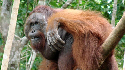 La nueva especie de orangut&aacute;n
