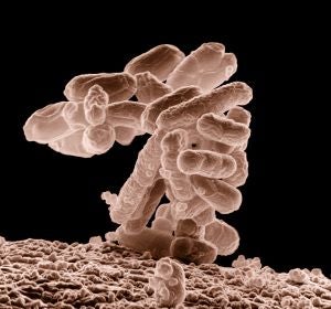 La flora intestinal afecta al exito de la inmunoterapia contra el cancer La flora intestinal afecta al exito de la inmunoterapia contra el cancer