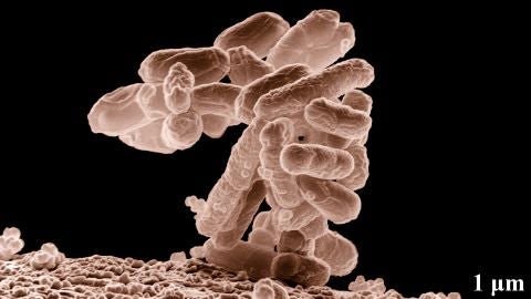 La flora intestinal afecta al exito de la inmunoterapia contra el cancer