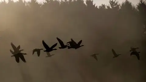 Gansos en la niebla Gansos en la niebla