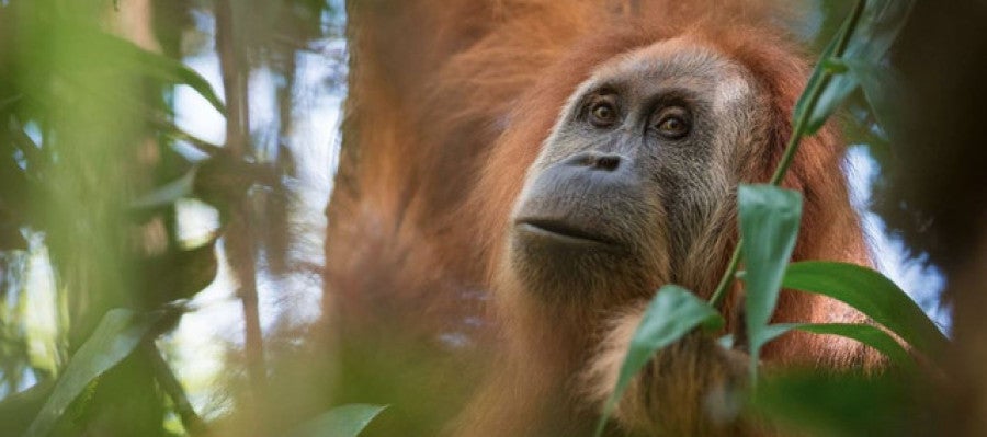 Descubren una nueva especie de orangutan en Sumatra Descubren una nueva especie de orangutan en Sumatra